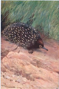 Spiny Ant-Eater, illustration from Wildlife of the World, c.1910 by Wilhelm Kuhnert