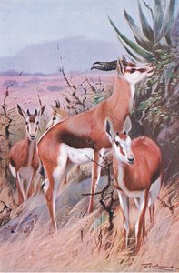 Springbok, illustration from Wildlife of the World, c.1910