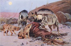 Striped Hyena and Jackal