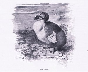 The Dodo, illustration from Wildlife of the World, c.1910 by Wilhelm Kuhnert