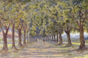 Oak Avenue, Newlands