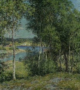 A Family of Birches