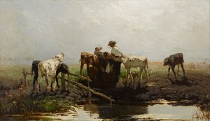 Calves at a trough