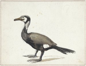 Cormorant