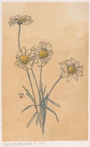White Daisies