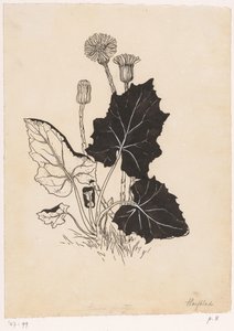 Coltsfoot