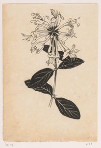 Honeysuckle