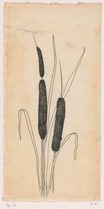 Bulrushes