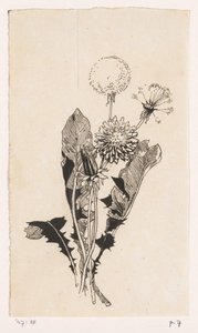 Dandelion