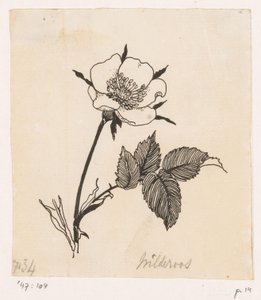 Wild Rose