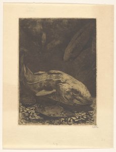 Fish and Water Plants