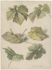 Studies of Vine Leaves by Willem van Leen