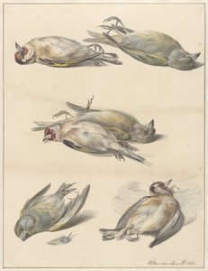 Six Dead Birds