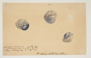 WD 961 f.20 by William Alexander
