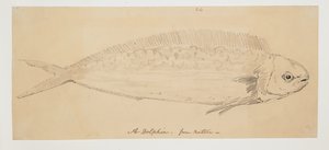 WD 961 f.24 by William Alexander