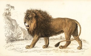 African Lion, Panthera leo. Vulnerable (engraving) by William Alexander Forbes