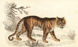 Bengal tiger, Panthera tigris tigris (engraving) by William Alexander Forbes