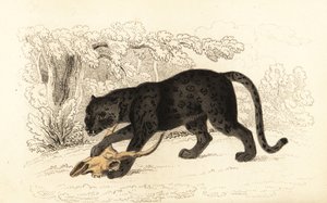 Black Jaguar, Panthera Pardus, 1834 (engraving) by William Alexander Forbes