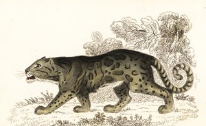 Clouded Leopard, Neofelis nebulosa (engraving) by William Alexander Forbes