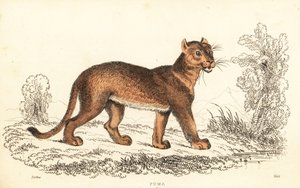 Cougar, Puma concolor, 1834 (engraving) by William Alexander Forbes