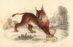 Eurasian lynx, Lynx lynx (engraving) by William Alexander Forbes