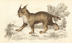 Jungle Cat, Felis Chaus, 1834 (engraving) by William Alexander Forbes