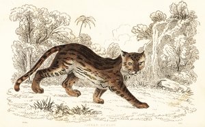 Margay, Leopardus wiedii catenata (engraving) by William Alexander Forbes