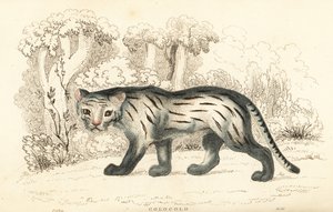 Pampas Cat or Pantanal, Leopardus Colocola, 1834 (engraving) by William Alexander Forbes