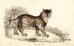 Siberian lynx, Lynx lynx wrangeli (Felis lynx), 1834 (engraving) by William Alexander Forbes