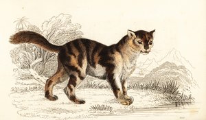 Wild tortoiseshell cat from South America, Felis catus, 1834 (engraving) by William Alexander Forbes