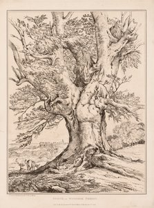 Beech in Windsor Forest by William Alfred Delamotte