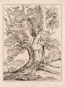 Beech in Windsor Forest by William Alfred Delamotte