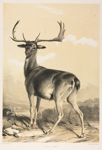 Fallow Deer by William Barraud