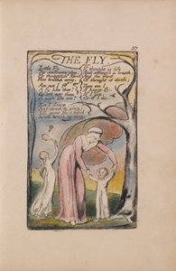 Songs of Innocence and of Experience, Plate 37, The Fly (Bentley 40)