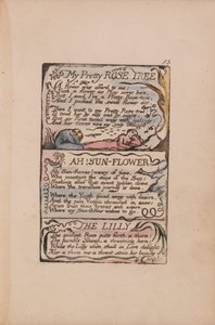 Songs of Innocence and of Experience, Plate 53, My Pretty Rose Tree, Ah! Sun-Flower, The Lilly