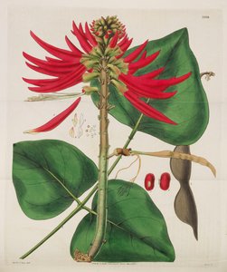 Botanical Magazine