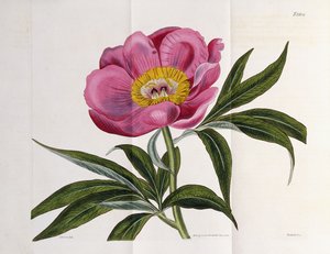 Illustration, Number 2264, from The Botanical Magazine