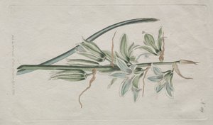 The Botanical Magazine or Flower Garden Displayed: Star of Bethlehem