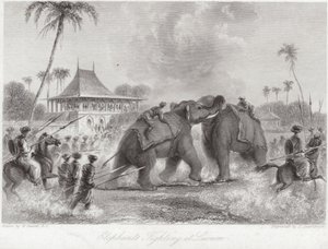Elephants Fighting at Lucknow