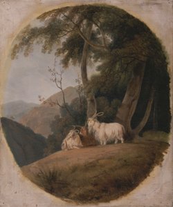 Kashmir Goats