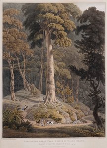 View of the Great Tree, Prince of Wales Island
