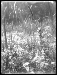 Close Shot of Cattails in the Reliance Woods by William Davis Hassler