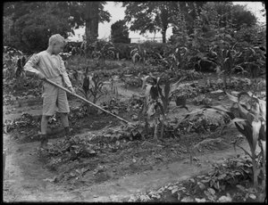 William Gray Hassler working in the school garden in Isham Park, New York City, August 5, 1914