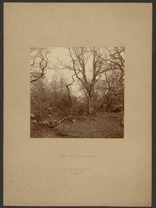Forest of Fontainebleau by William Drooke Harrison
