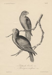 1. Psittacula lineola and 2. Brotogeris aurifrons, litho by J.T. Bowen