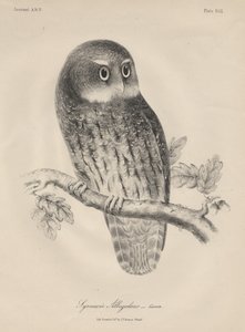 Syrnium Albogularis, Litho by J.T. Bowen, 1850 by William E. Hitchcock