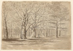 College Woods by William Fowler Hopson