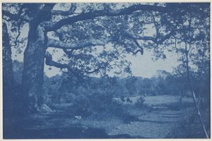 Large Oak at Edge of Meadow
