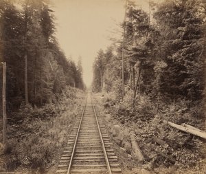 Hemlock Forest