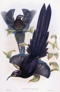 Epimachus Ellioti, Ward, c.1891-1898 by William Hart